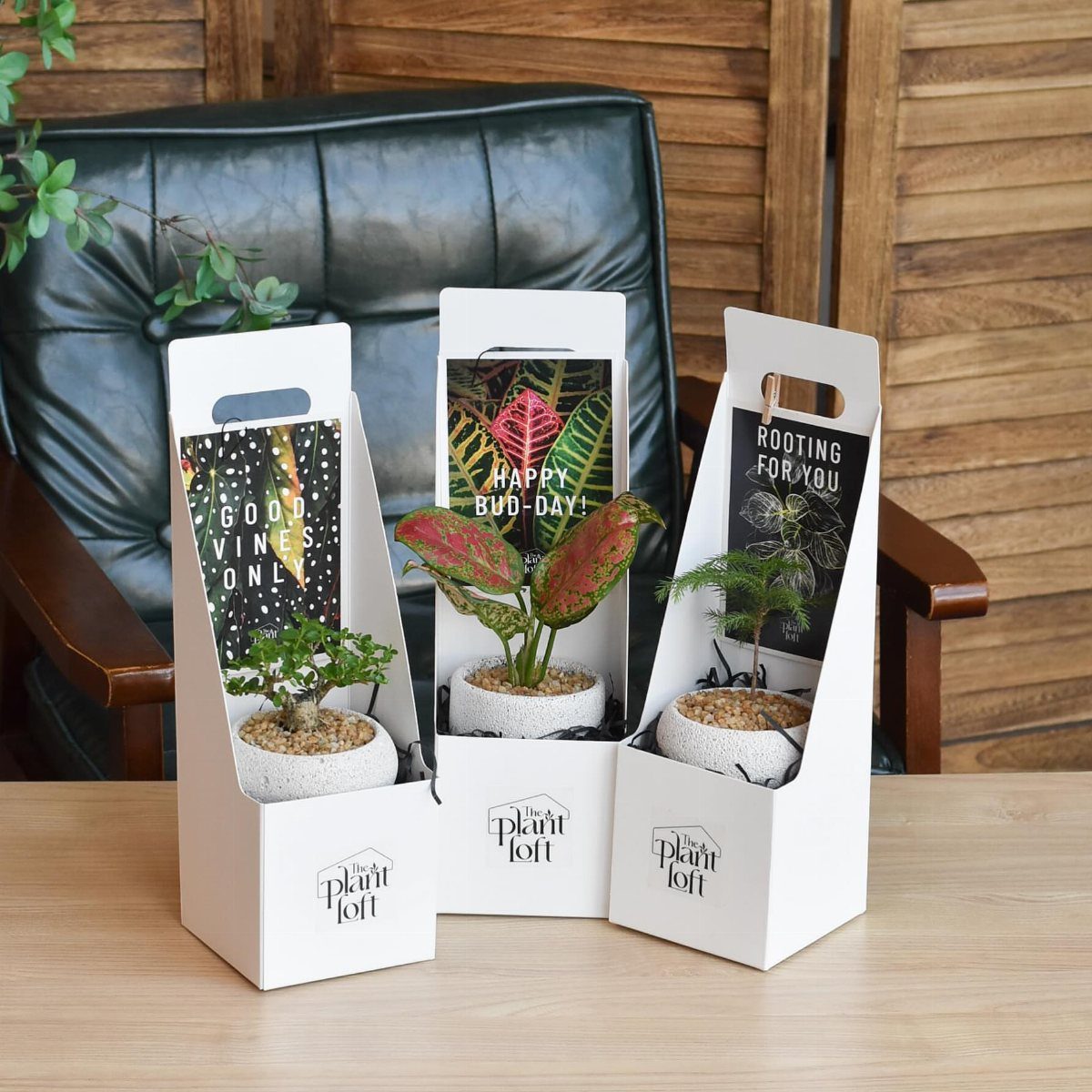Three indoor plant kits in white packaging on a wooden table.