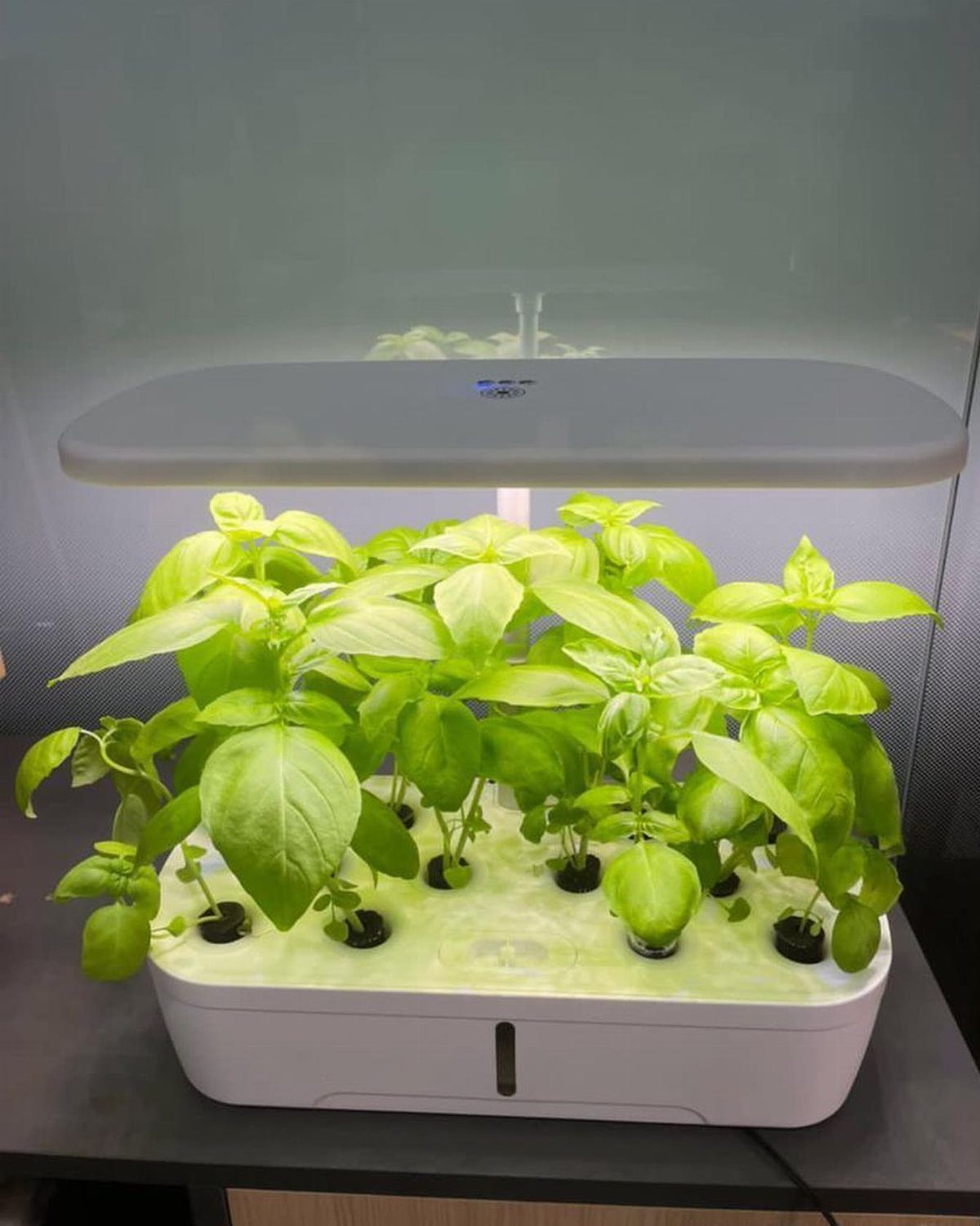 Indoor hydroponic garden with bright LED light growing fresh green basil plants