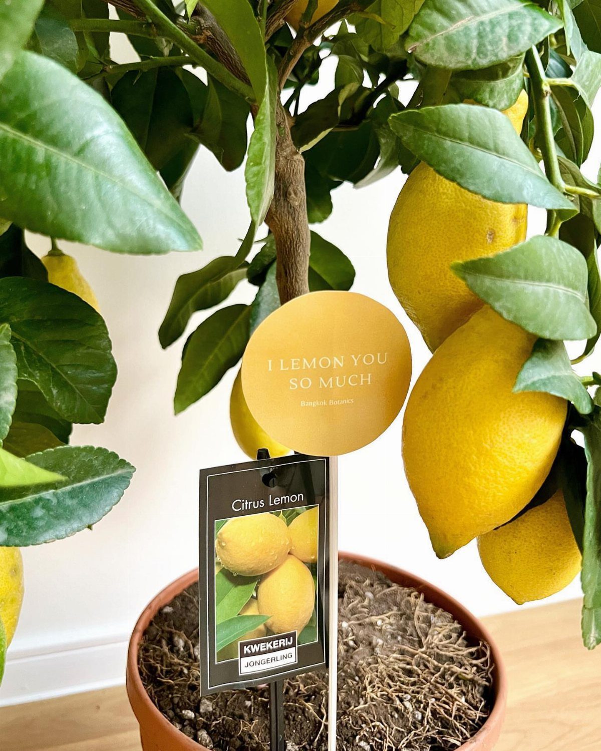 Potted lemon tree with yellow fruit and a punny gift card.