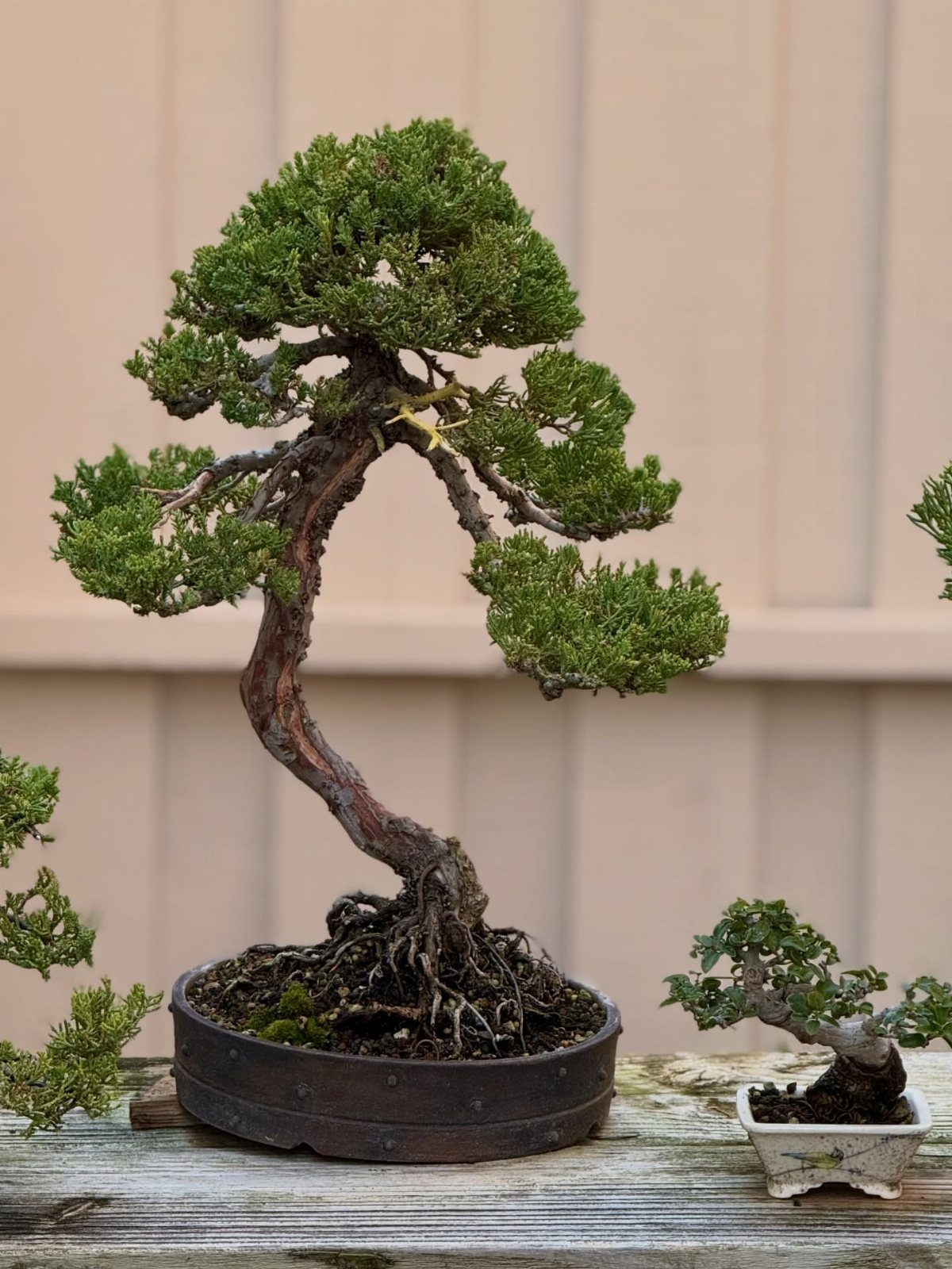 Bonsai tree with curved trunk in a dark pot on wooden surface