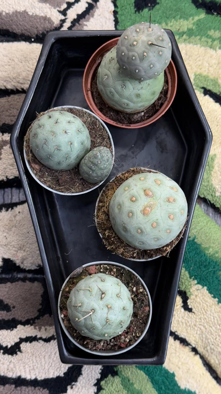Four round pale green cacti in pots inside a black hexagonal tray