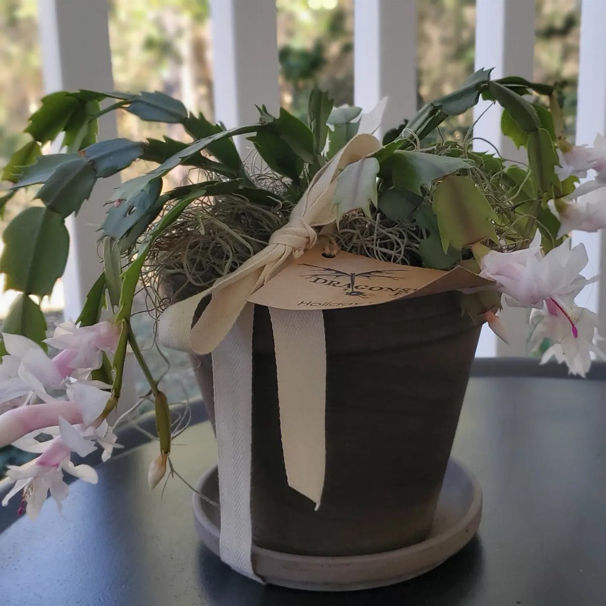 Christmas cactus with pink blooms in a grey pot tied with a cream ribbon