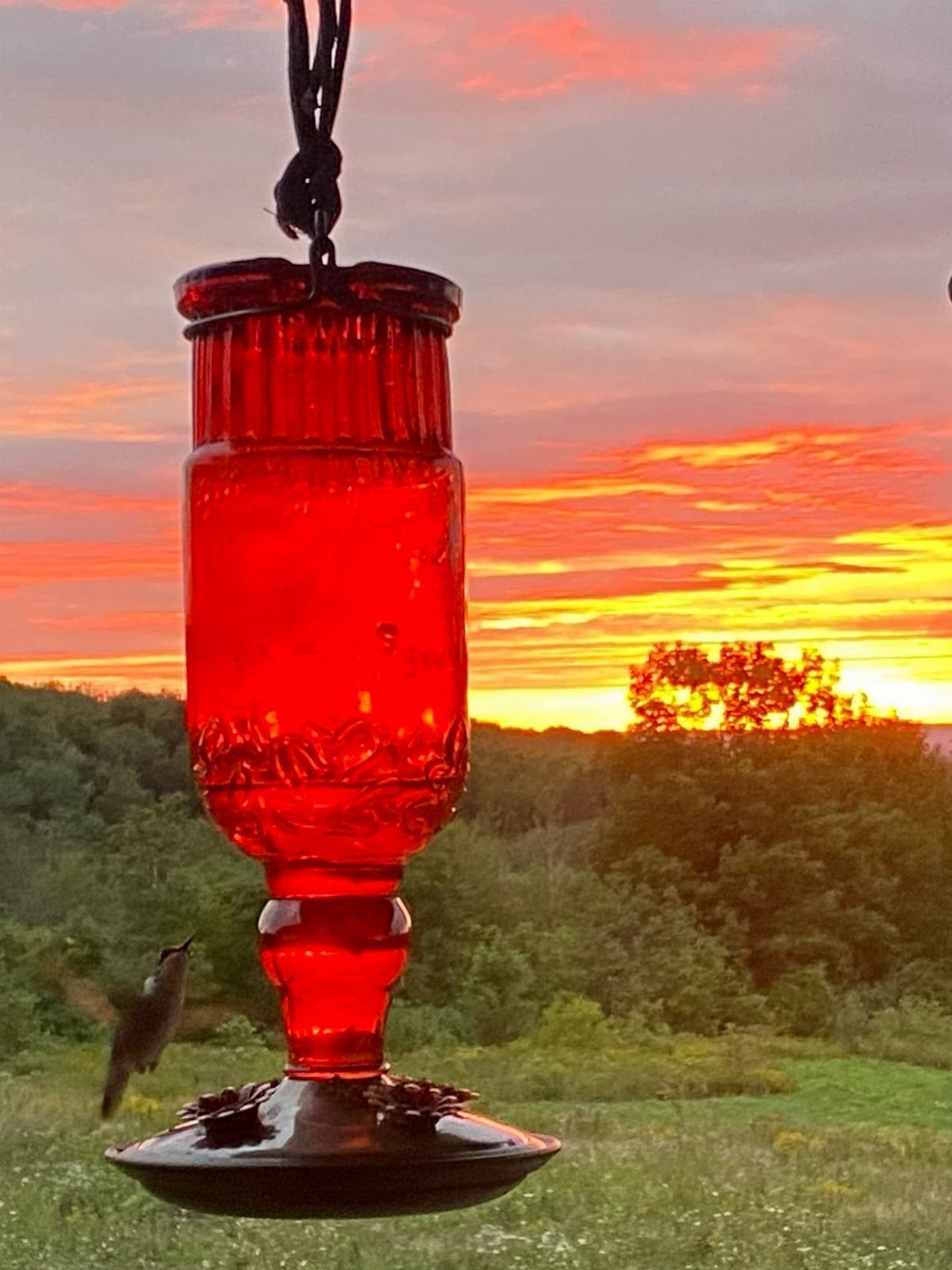 Red glass hummingbird feeder hanging outdoors during a colorful sunset with a hummingbird.