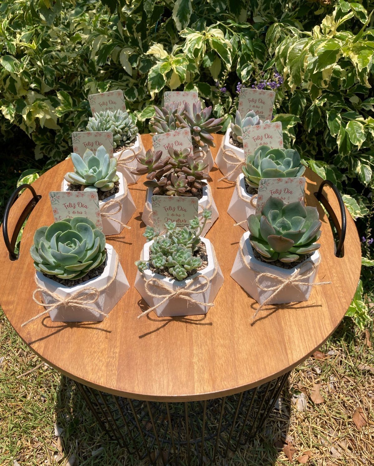 Small succulents in white hexagonal pots with twine bows on a wooden table