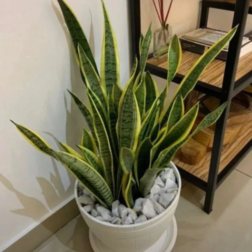 Snake plant with yellow edges in a white pot with white pebbles.