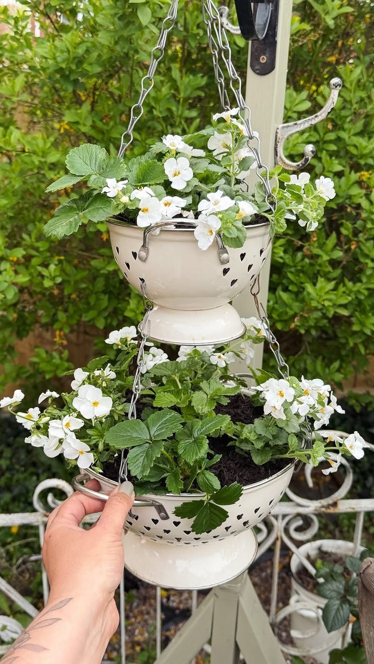 Tiered cream ceramic colanders hanging outdoors filled with strawberry plants and white flowers